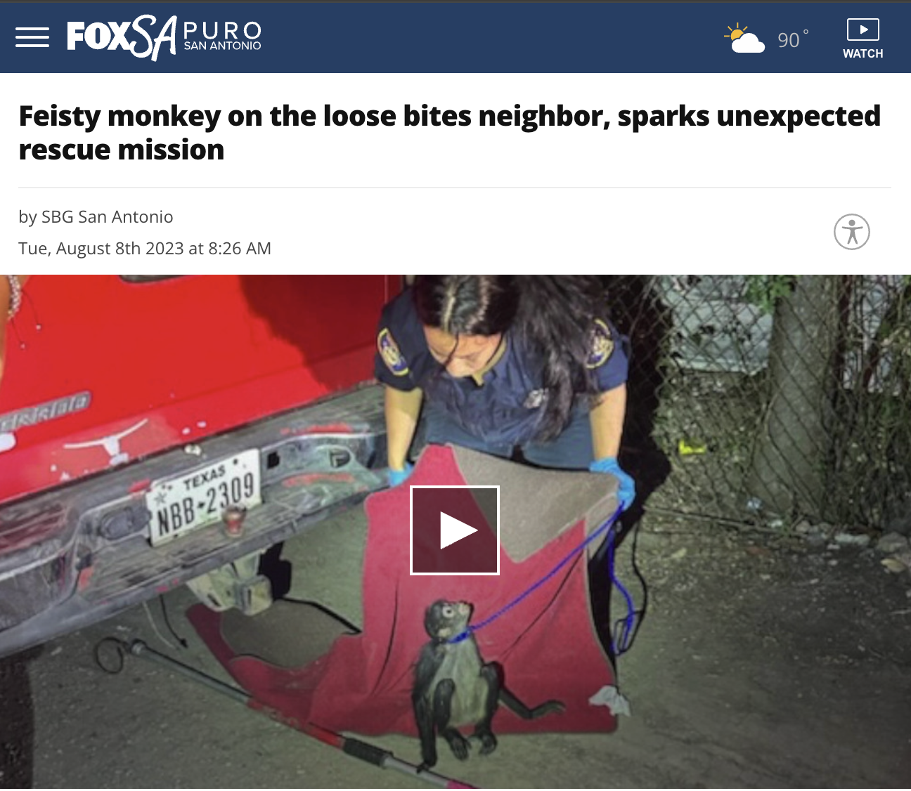 car - Foxsa San Antonio 90 Watch Feisty monkey on the loose bites neighbor, sparks unexpected rescue mission by Sbg San Antonio Tue, August 8th 2023 at Texas Nbb2309